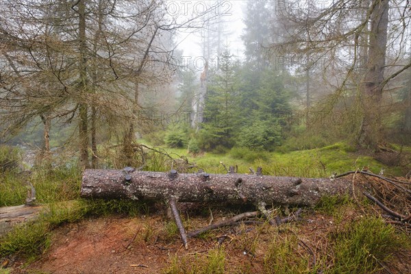 Forest at the Oderteich in the Nebel, Harz National Park, Lower Saxony, Germany, Europe