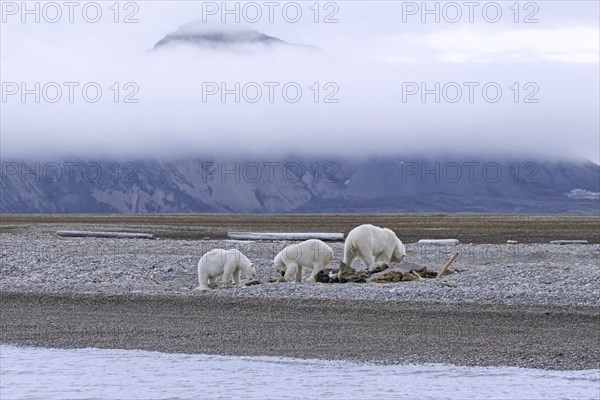 Scavenging polar bears (Ursus maritimus) mother with two cubs feeding on carcass of stranded dead