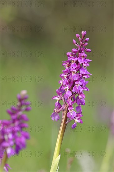 Man's orchid (Orchis mascula), inflorescence in a meadow, Hesse, Germany, Europe