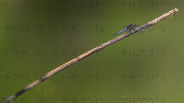 Close-up, black-tailed skimmer (Orthetrum cancellatum), male, Neustadt am Rübenberge, Germany,
