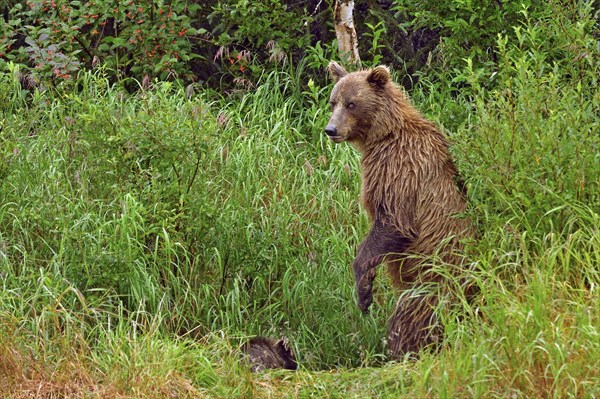 Brown bear (Ursus arctos) standing on hind legs in tall grass looking at camera, her cub sitting in