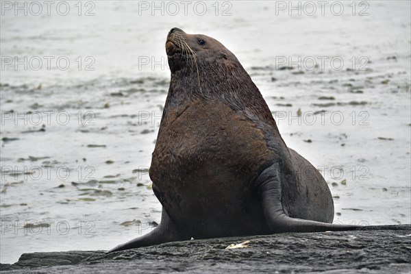 Steller sea lion (Eumetopias jubatus) poses sitting on a rock and looking at the camera, Prince