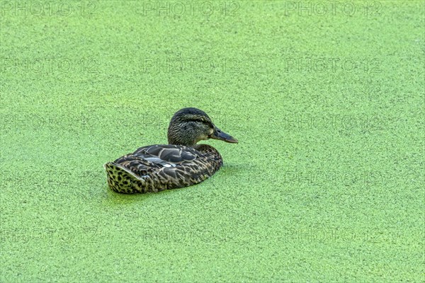 Mallard (Anas platyrhynchos) female swimming on pond with duckweeds (Lemna), Meisebach Park, Bad