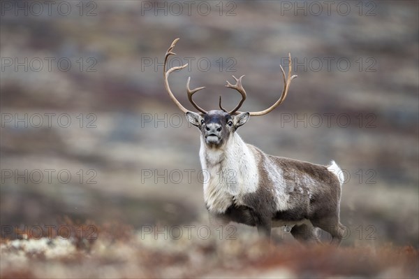 Wild mountain reindeer (Rangifer tarandus tarandus), bull in autumn tundra, Forollhogna National