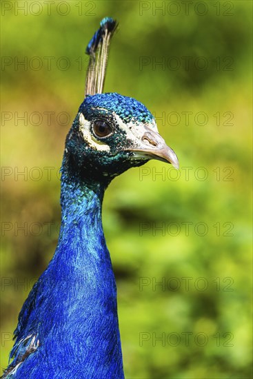 Portrait of Male Indian Peafowl (Pavo cristatus)