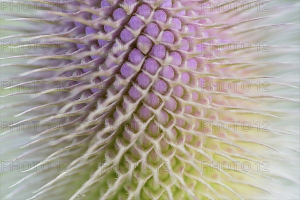 Wild teasel (Dipsacus fullonum), inflorescence in front of flowering, close-up, North