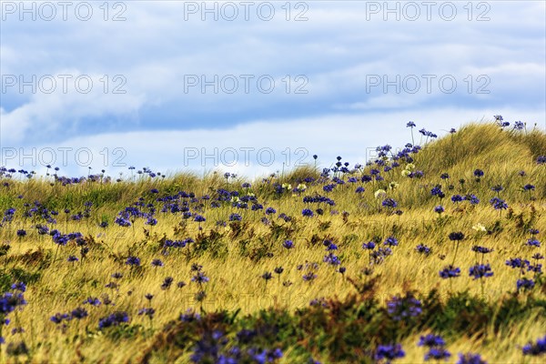 Dune Landscape, Blue and White lilies of the nile (Agapanthus), Love Flowers, Isle of Tresco, Isles