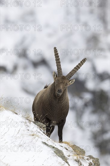 Alpine ibex (Capra ibex) male with large horns foraging on mountain slope in the snow in winter,