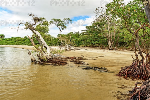 Mangrove vegetation with twisted branches and roots on the shore surrounded by coconut trees in