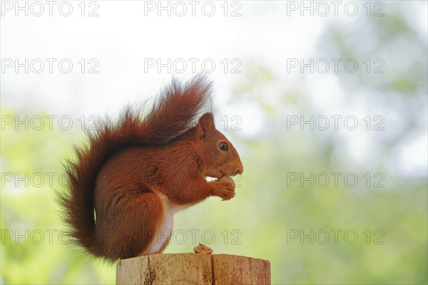 Eurasian red squirrel (Sciurus vulgaris), sitting on a tree stump and eating hazelnut, Wildlife,