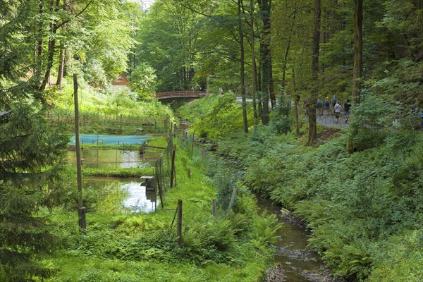 Trout ponds in the Amselgrund in Rathen