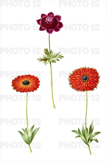 Crown anemone or poppy anemone (Anemone coronaria), Star anemone, Anemone xfulgens, Historic,