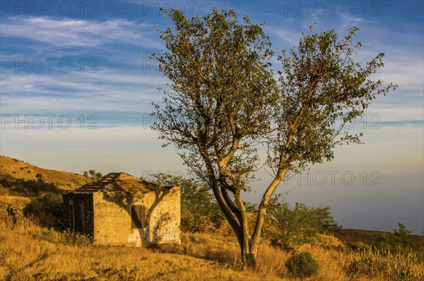 Small ruin and tree. Fogo. Cabo Verde. Africa