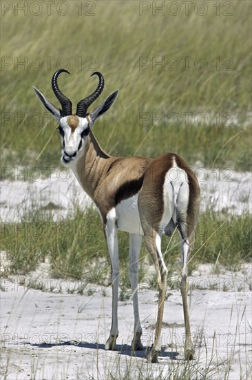 Springbok (Antidorcas marsupialis) portrait, Etosha National Park, Namibia, South Africa, Africa
