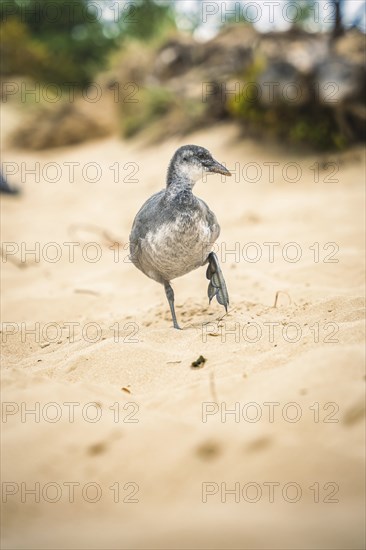 Duck in the National Park, Kennemerland National Park, Zandvoort, Netherlands
