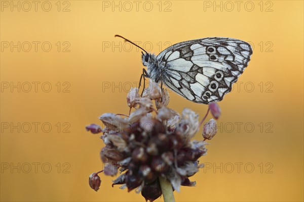 Marbled white (Melanargia galathea) in cold torpor on the flower of rocambole (Allium