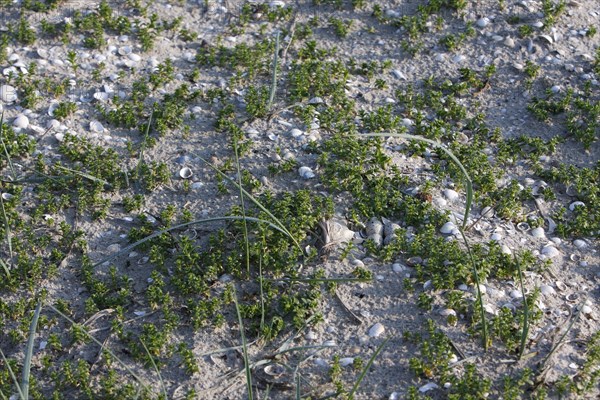Ringed Plover (Charadrius hiaticula), clutch of eggs on the beach, search image, well camouflaged