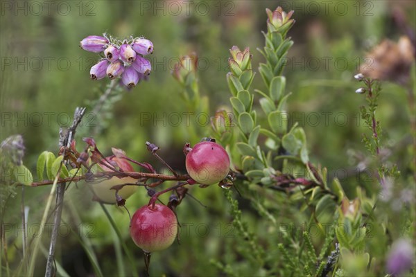 Cranberries (Vaccinium macrocarpon), large-fruited cranberry with bell heather, Terschelling,
