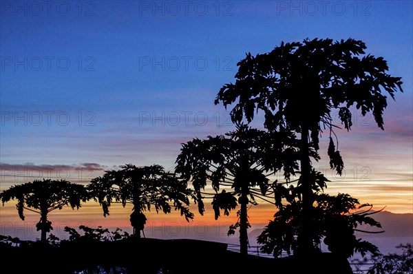 Trees in sunset at sea. Fogo. Cabo Verde. Africa