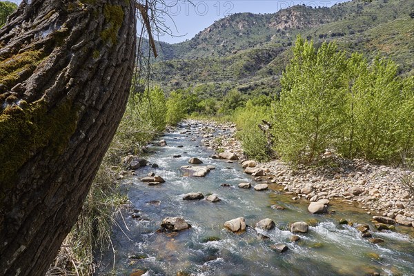 Gole di Tiberio, Historical gorge, High cliffs, Tree trunk near, Stream, Stones in stream, Fast