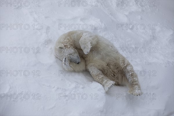 Polar bear (Ursus maritimus) cooling off in the snow (C), Ranua Wildlife Park, Lapland, Finland,