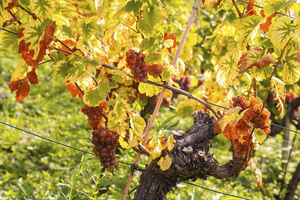 Saxon State Winery Schloss Wackerbarth invites the press to the grape grape harvest in the Goldener