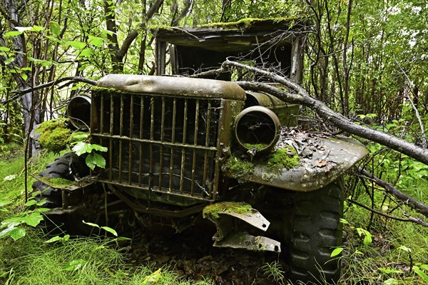 Antique car wreck stands in forest overgrown with plants, Alaska, USA, North America