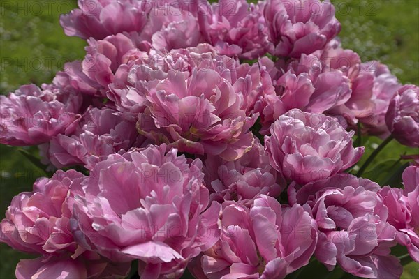 Tulip flowers (Tulipa) in a city park, Lahr, Baden-Württemberg, Germany, Europe