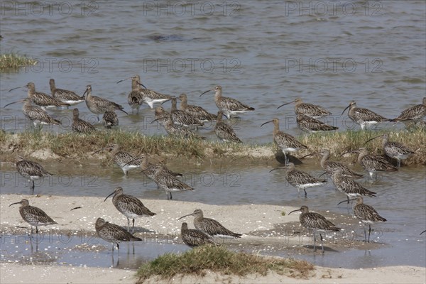 Eurasian curlew (Numenius arquata), resting troop on the mudflats during autumn migration off the
