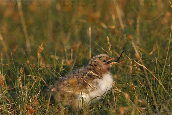 Common Tern (Sterna hirundo), young bird well camouflaged in the salt marsh, jumper, young bird