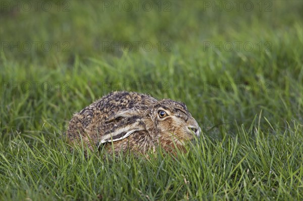 European Brown Hare (Lepus europaeus) lying hidden in meadow with ears flat