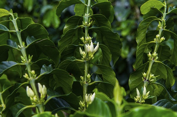 Coffee bushes and beans, Coffee farm Hacienda Venecia, Zona Cafetera, Colombia, South America