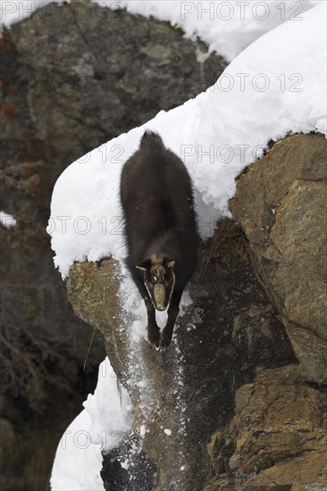 Chamois (Rupicapra rupicapra) coming down sheer rock face in the snow in winter, Gran Paradiso