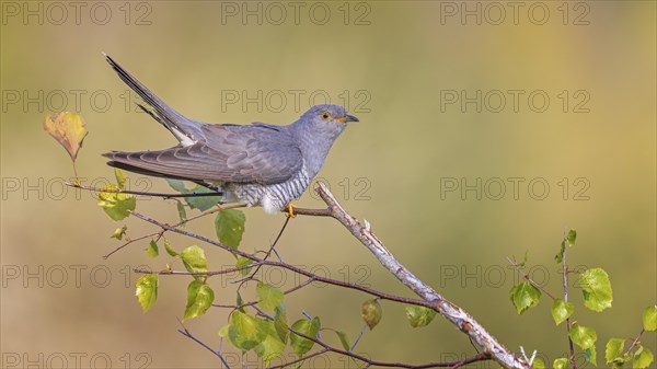 Common cuckoo (Cuculus canorus) calling, courting, male on small birch, calling station, Middle