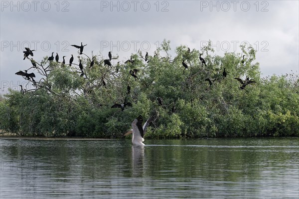 A pelican lands on the water in Lacul Isaccel in front of a colony of cormorants perched on a bush.