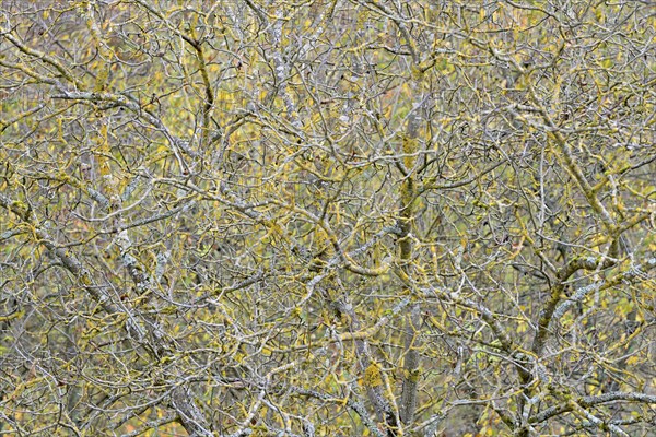 Persian walnut (Juglans regia), tree crown, branches and twigs covered with lichen, Moselle,