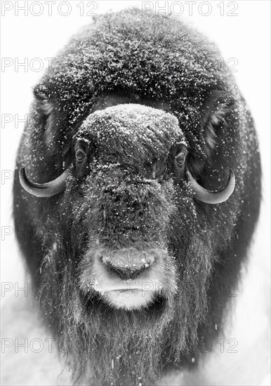 Musk ox (Ovibos moschatus) (C), in the snow at Ranua Wildlife Park, Lapland, Finland, Europe