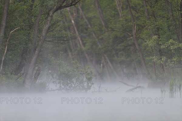 Alder forest with fog in spring, Müritz National Park, Mecklenburg-Western Pomerania, Germany,