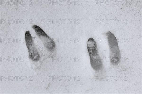 Chamois (Rupicapra rupicapra) close up of footprints in the snow in winter