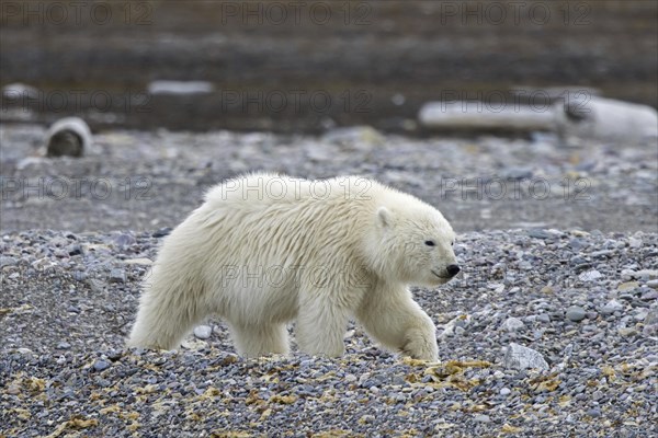 Young solitary polar bear (Ursus maritimus) cub foraging on shingle beach along the Svalbard coast