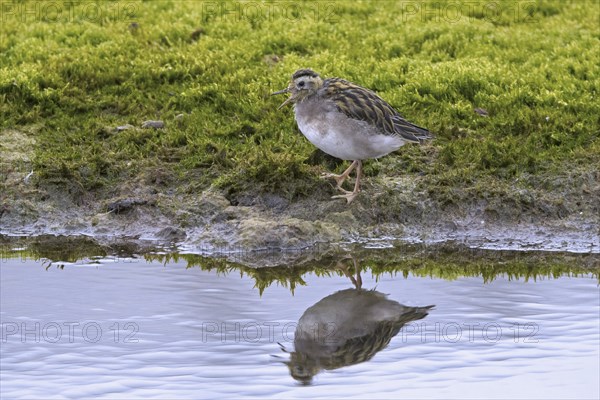 Red phalarope, young grey phalarope (Phalaropus fulicarius) juvenile calling from lake shore in