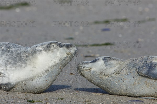 Common harbor seal (Phoca vitulina), two howlers on the beach, two juveniles, Lower Saxony Wadden