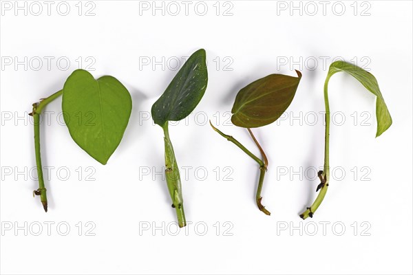 Different cutting sof tropical houseplants