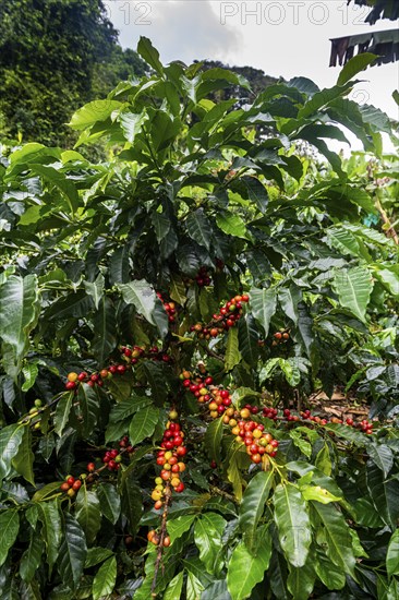 Coffee bushes and beans, Coffee farm Hacienda Venecia, Zona Cafetera, Colombia, South America