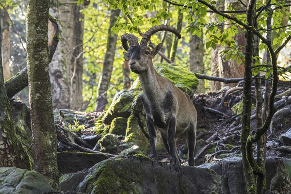 Iberian ibex, Spanish ibex (Capra pyrenaica) male foraging among rocks in forest on mountain slope