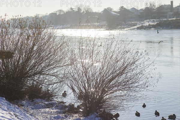 White splendour on the banks of the Elbe between Blasewitz and Loschwitz
