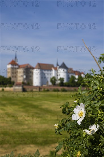 Torgau Hartenfels Castle