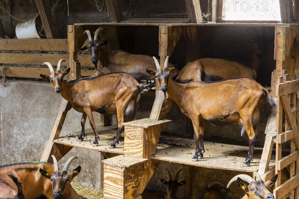 Winner of the Saxon State Competition for Animal-Friendly and Environmentally Compatible Husbandry