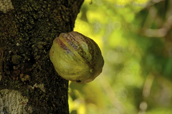 Cacao fruit (Theobroma cacao), Amazon state, Brazil, South America