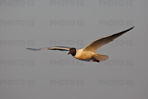 Black-headed Black-headed Gull (Chroicocephalus ridibundus), flight study, individual in flight,